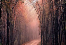 星空体育：乒乓球——WTT重庆冠军赛：陈幸同晋级决赛.